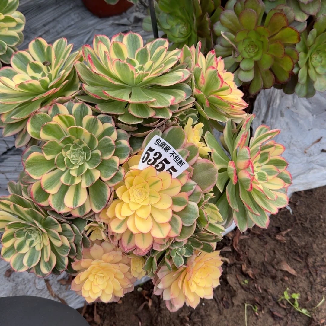 法师丘比特5355 19-48