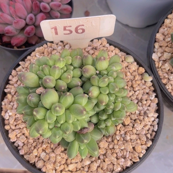 健健康康平平安安