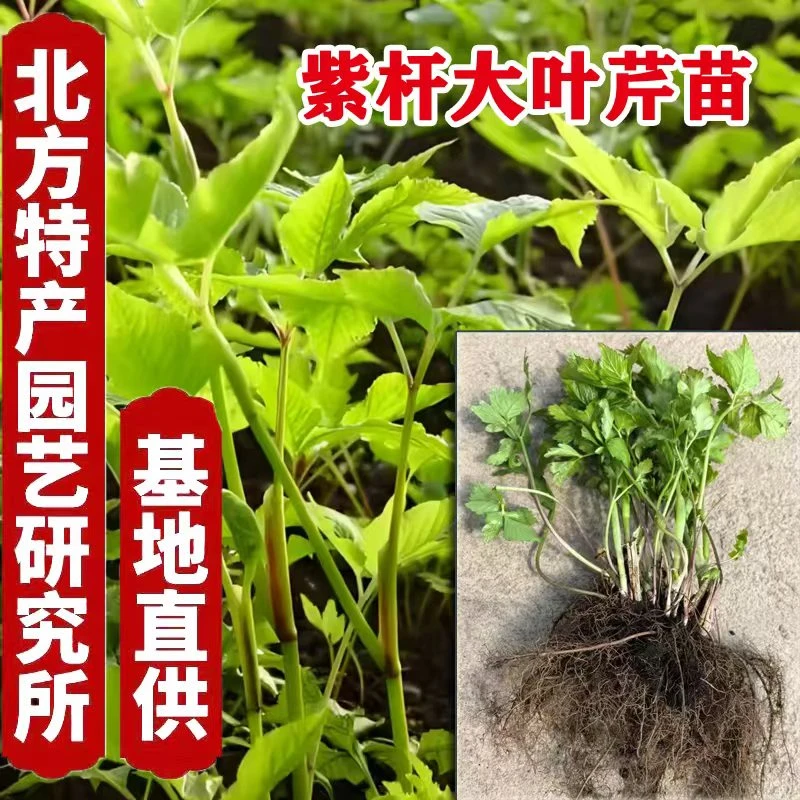 长白山紫杆芹菜蔬菜苗大叶芹苗辣椒树菜秧苗