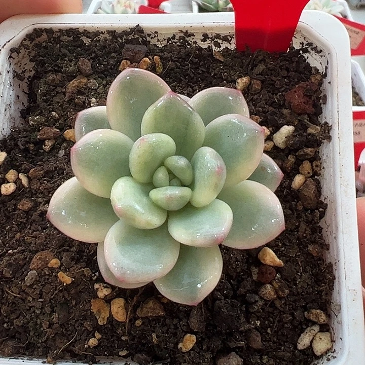 698号白马香水锦多肉