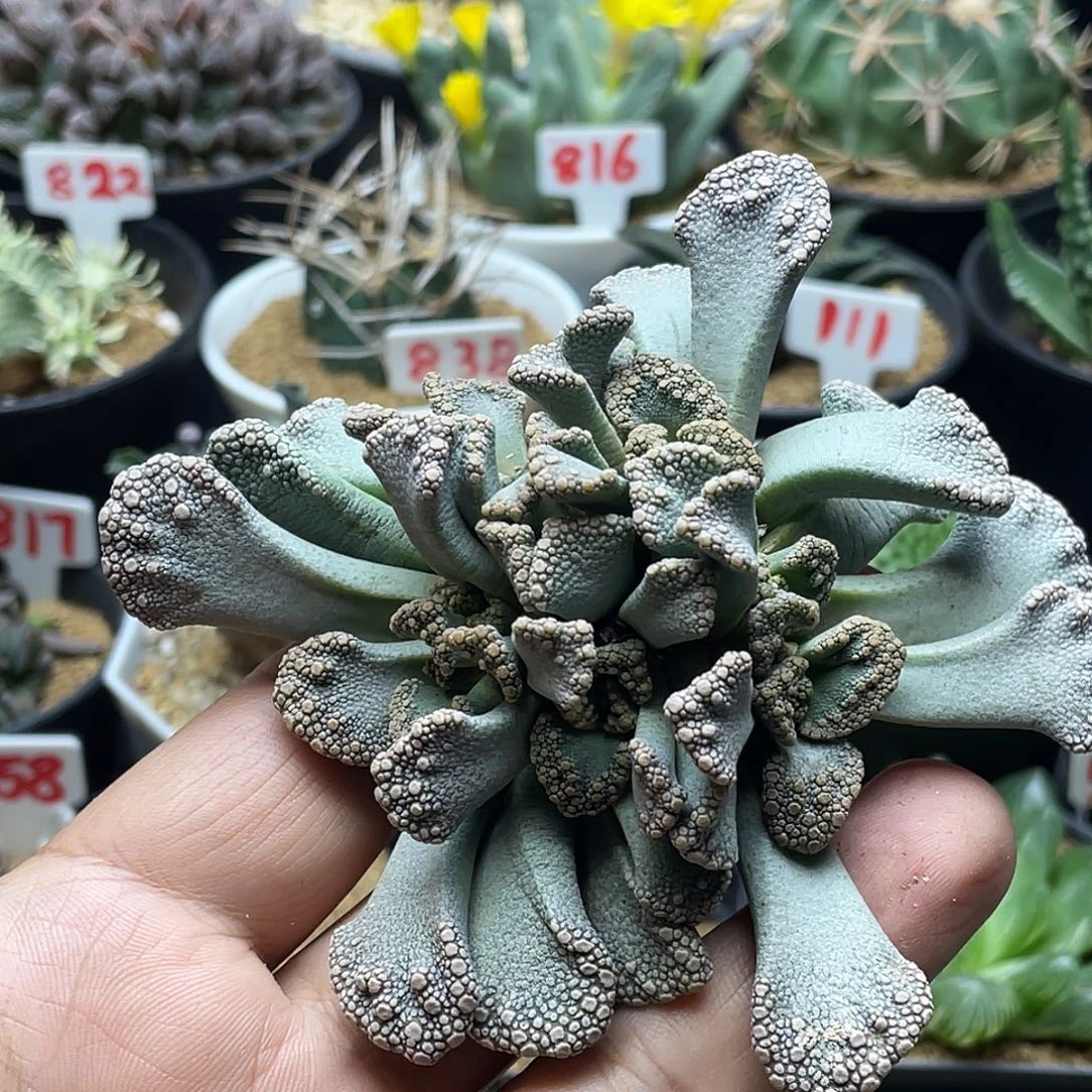 实生老桩天女 包邮