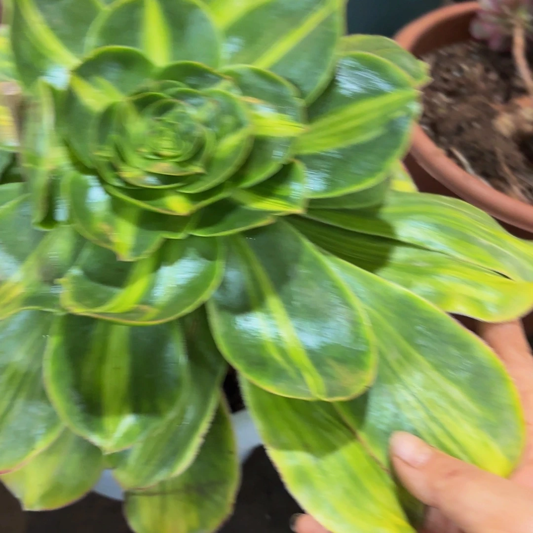 哈哈多肉葡萄福利来肉761