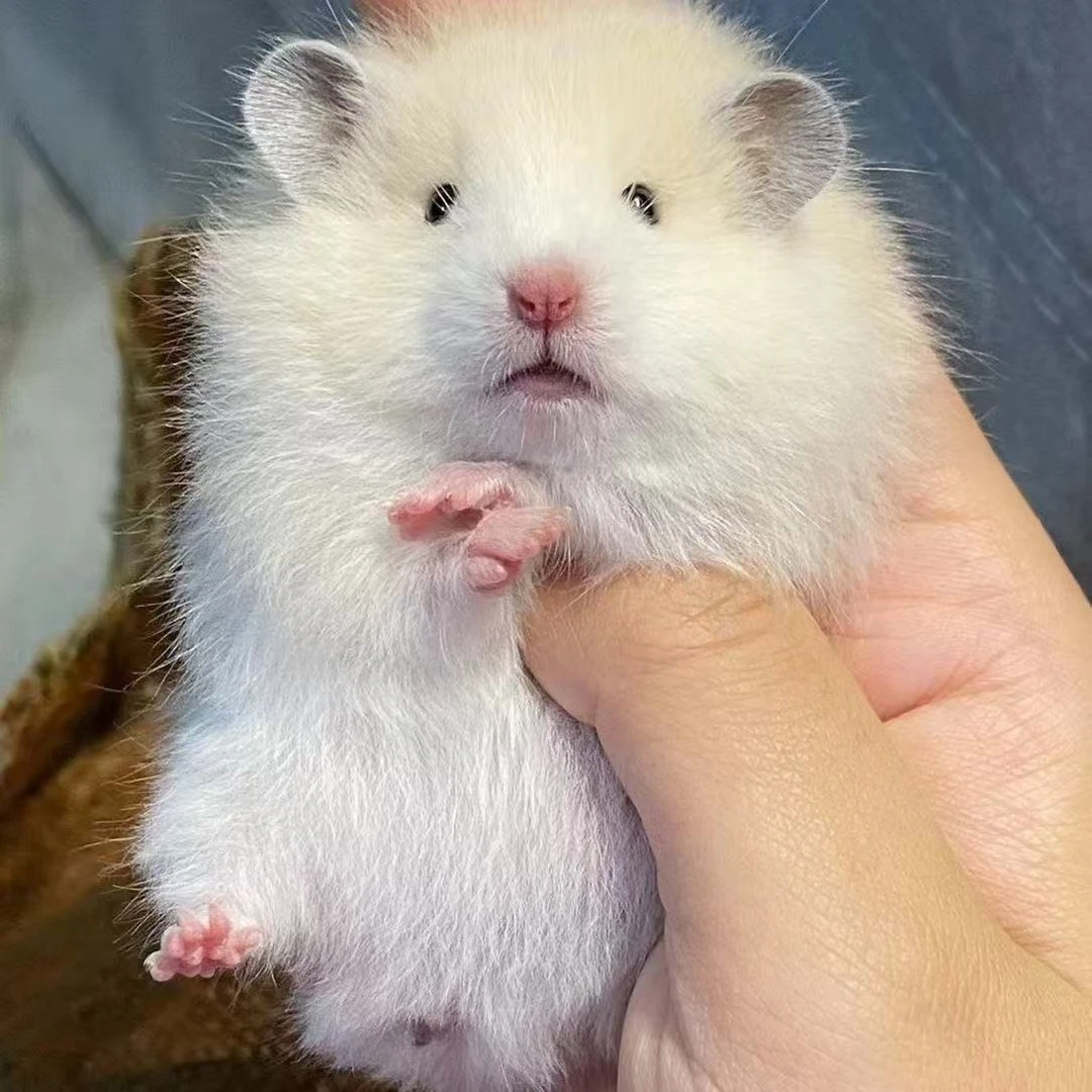 【加热包发货】家养金丝熊仓鼠活体长毛短毛幼崽温顺宠物可爱