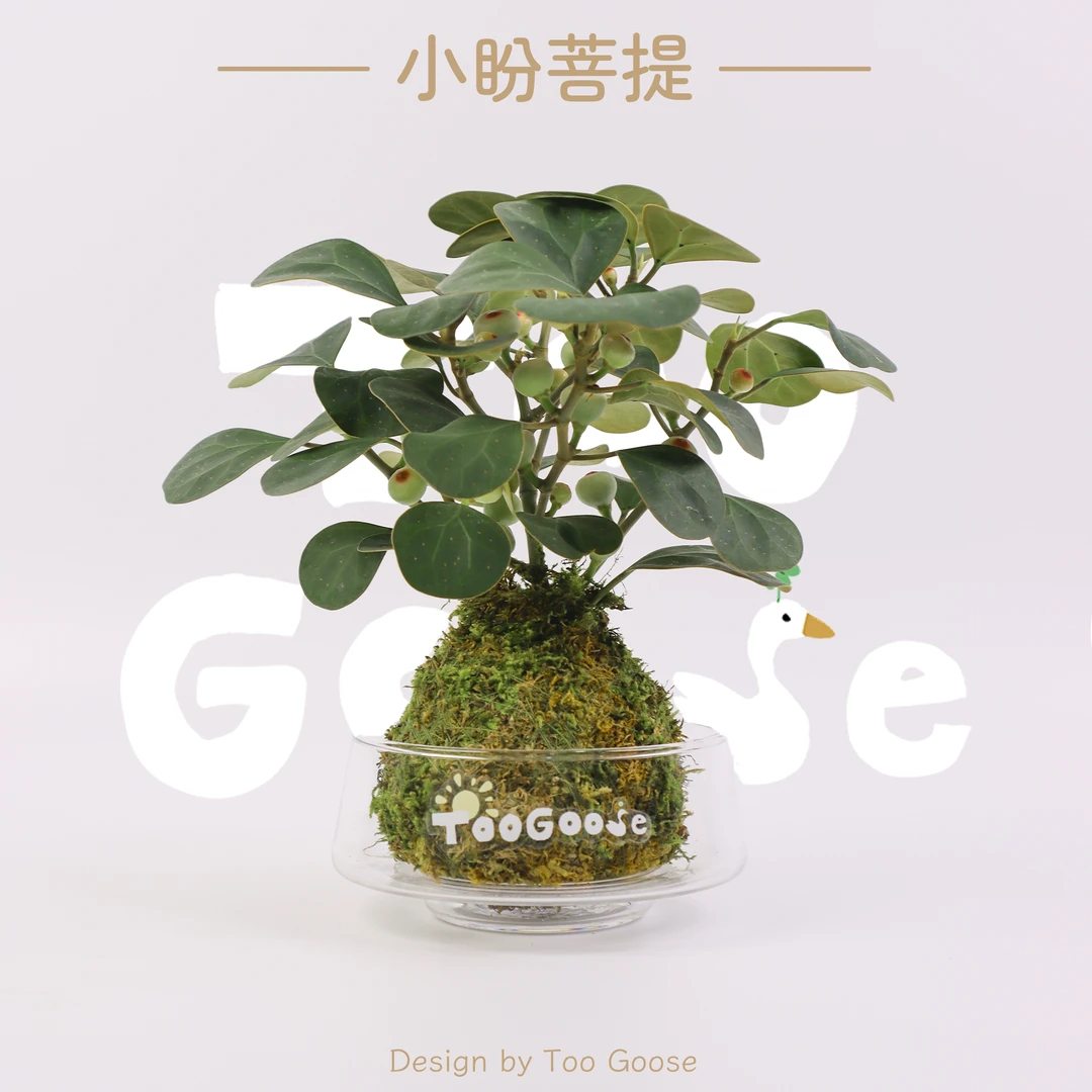 【呆鹅家-小盼菩提】苔藓球盆栽盆景菩提树桌面摆件室内办公桌