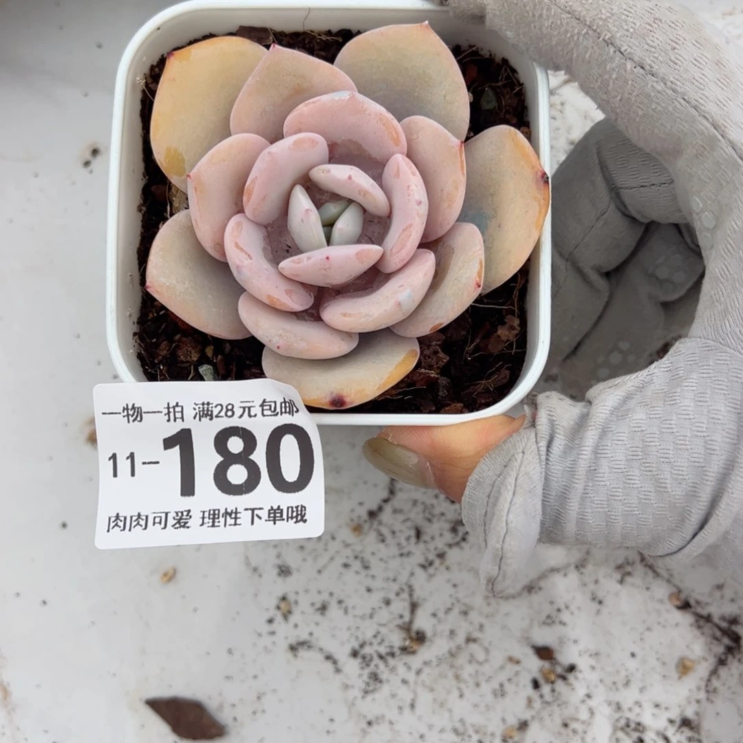 奶茶多肉多肉多肉多肉