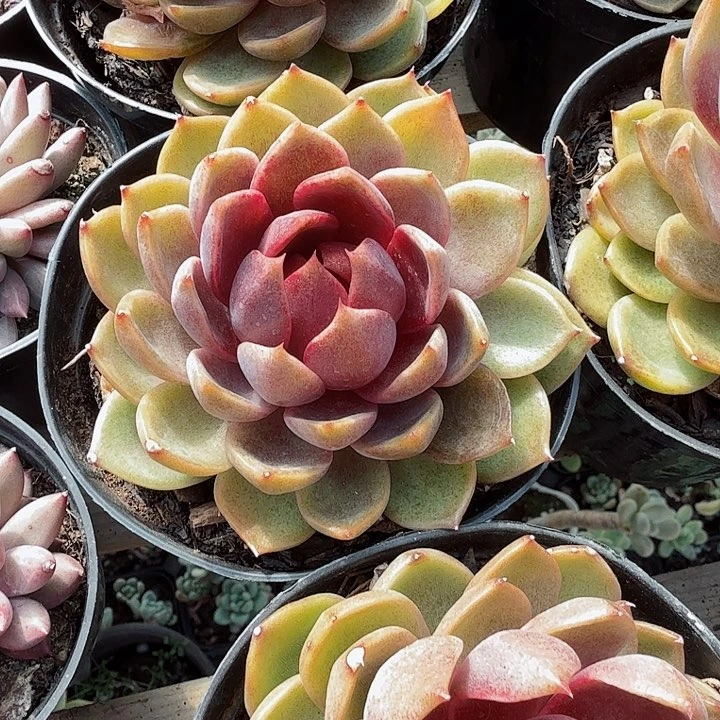 糖心紫水晶多肉植物