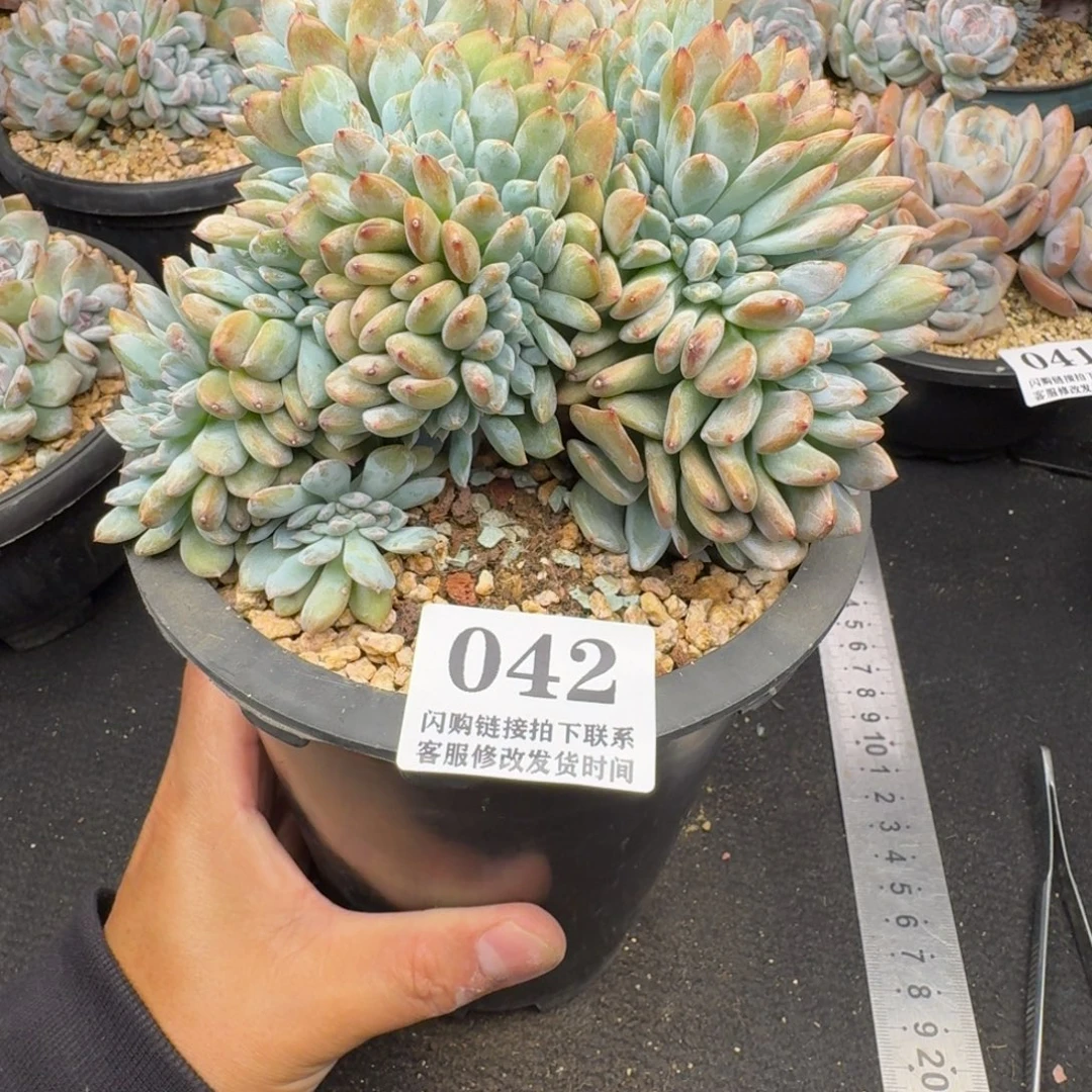 042星影缀化14-15cm左右（底切）
