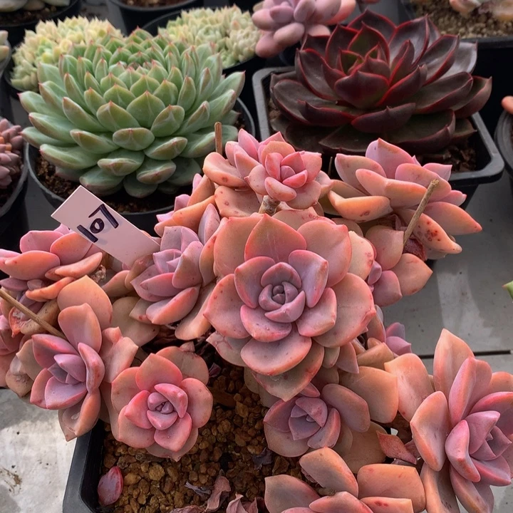 多日植物72727373737