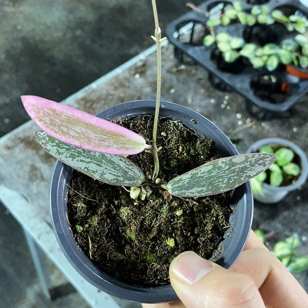 完全开放斑印外锦球兰150