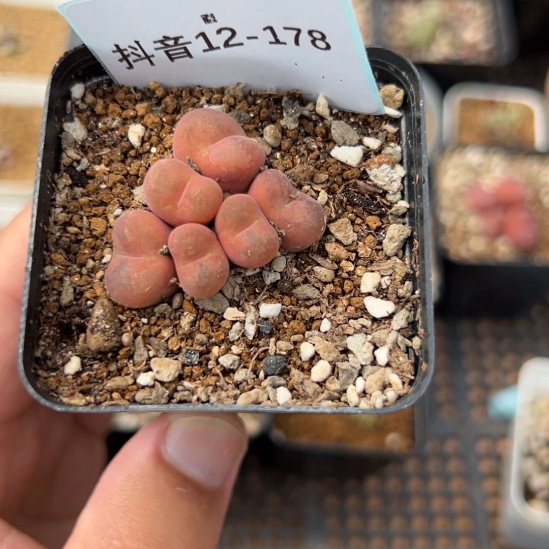 (****佩12-178肉锥多肉植物，