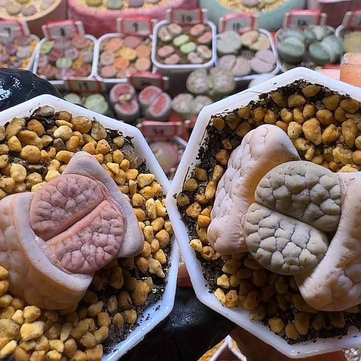 生石花2:：。在。  56号