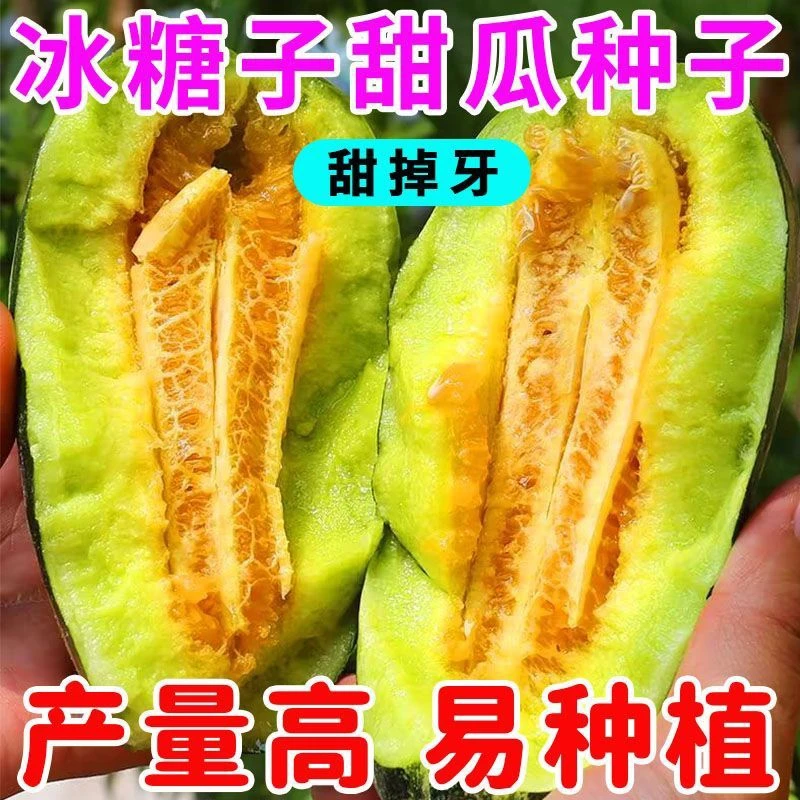 【冰糖子甜瓜种子】高产冰糖甜瓜种子花蜜特甜香瓜冰糖子阳台种子G商品图