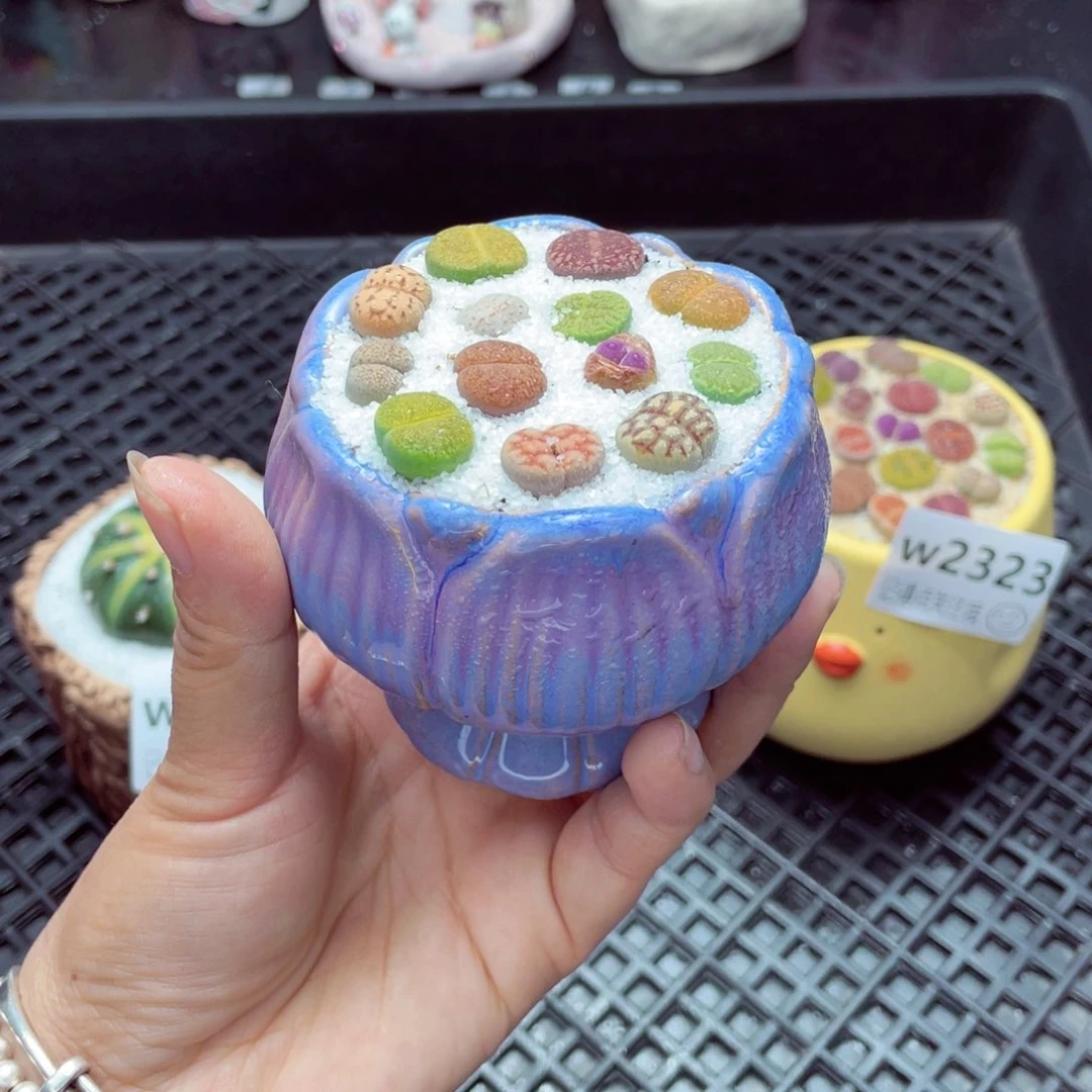 w2324 带盆土发货一物一拍