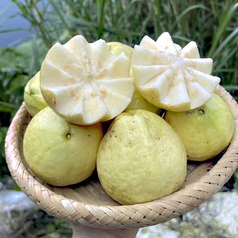 正宗广东白心芭乐软糯软心奶油味新鲜南方水果番石榴果园现摘现发