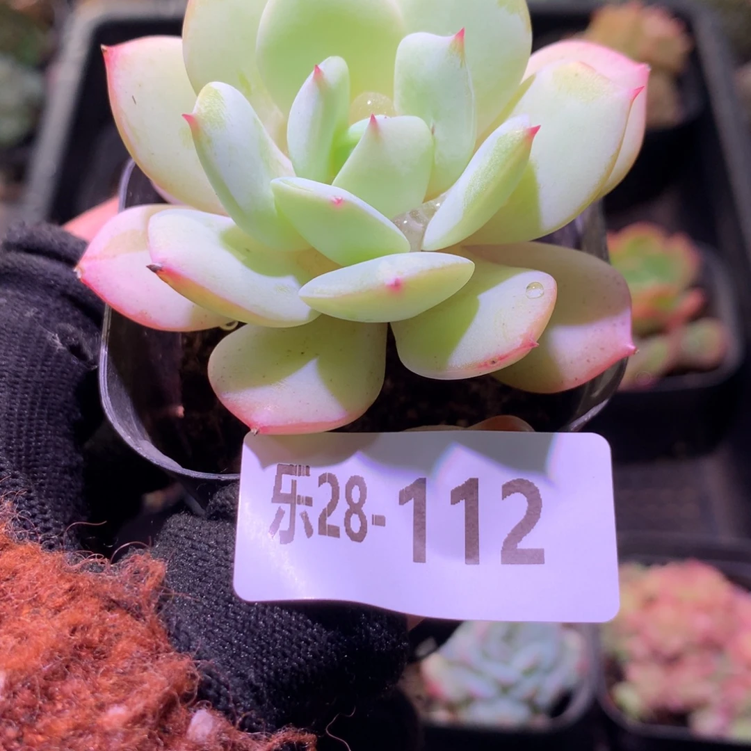 乐然28-112 静雪单头
