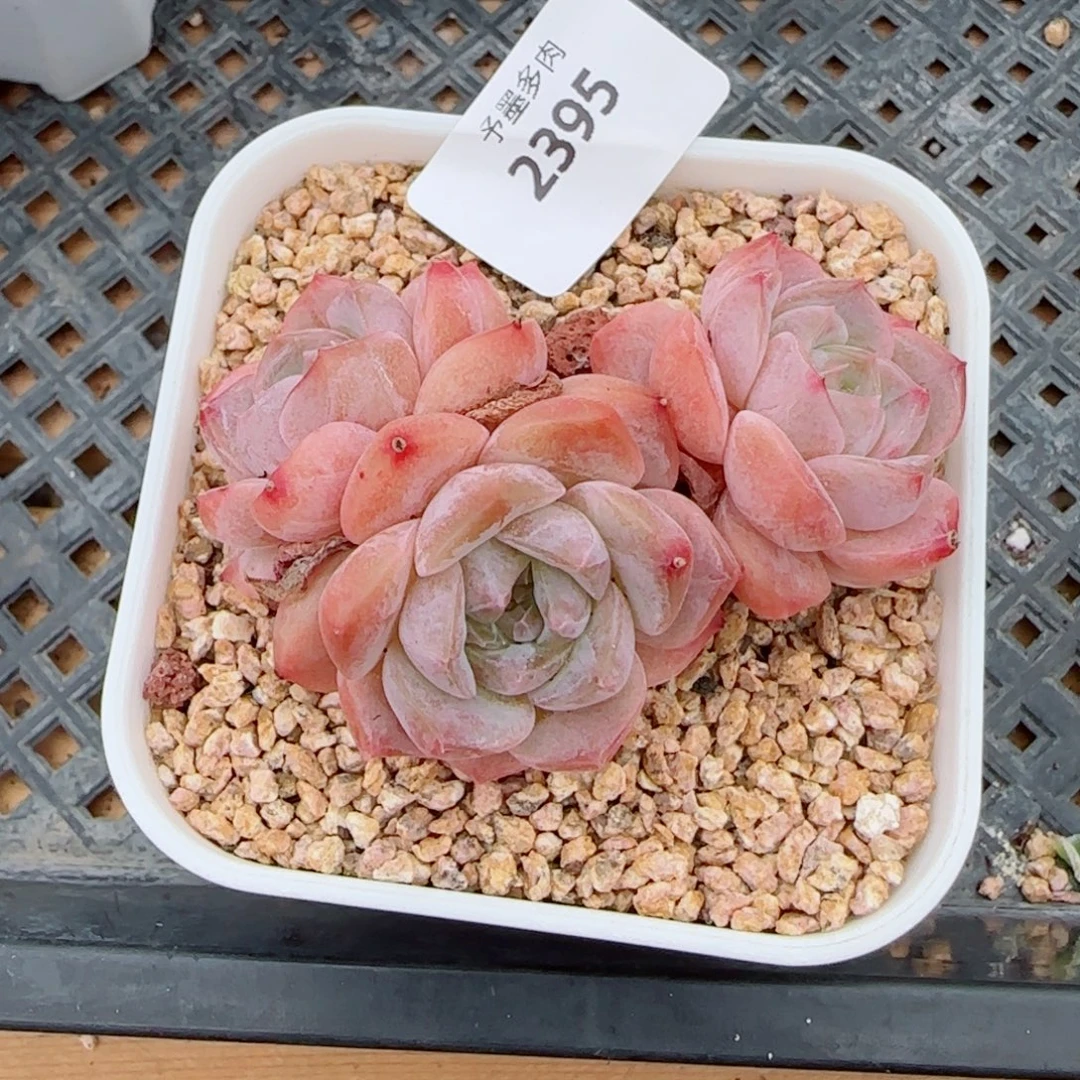 水晶桃子，2395多肉植物