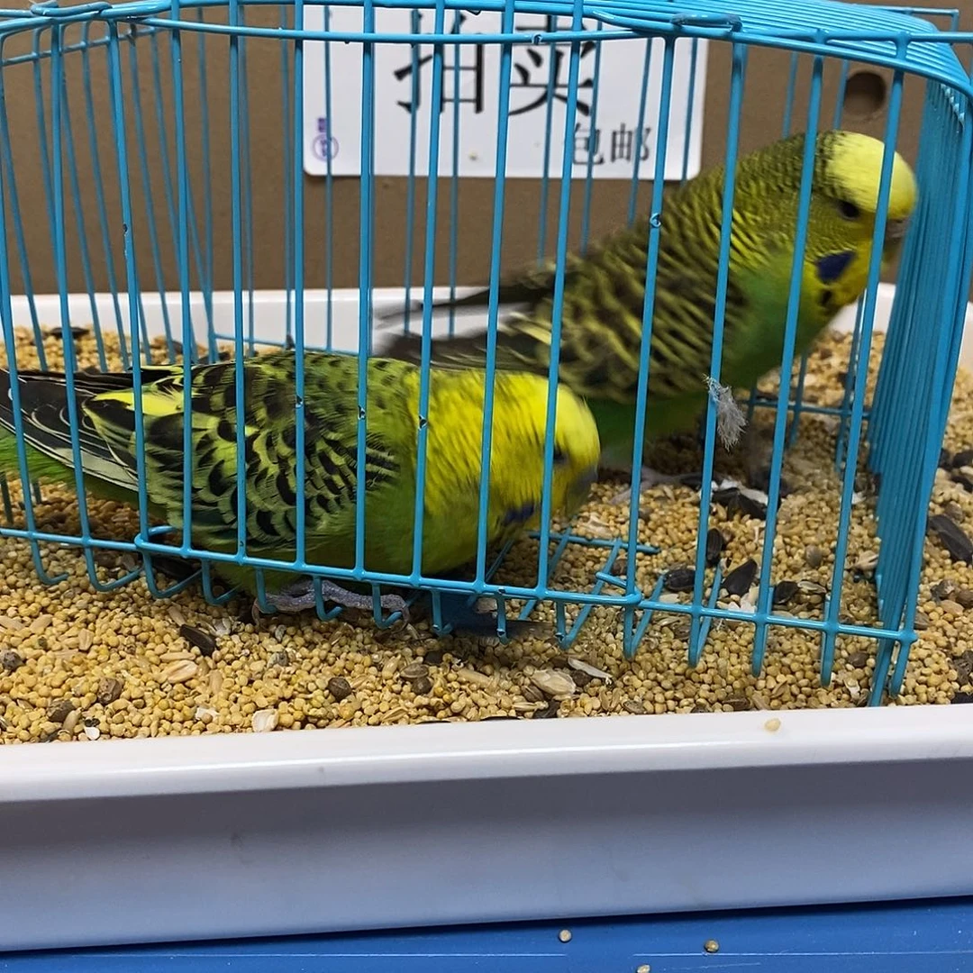 虎皮鹦鹉大头虎皮