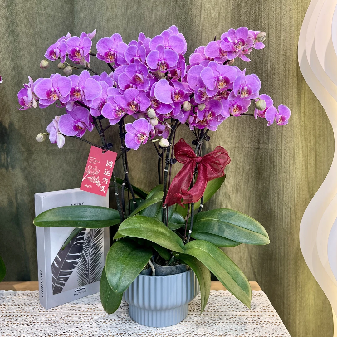 【明日之星】蝴蝶兰 粉色中花型 爆花量年宵花 高端绿植花卉 送礼