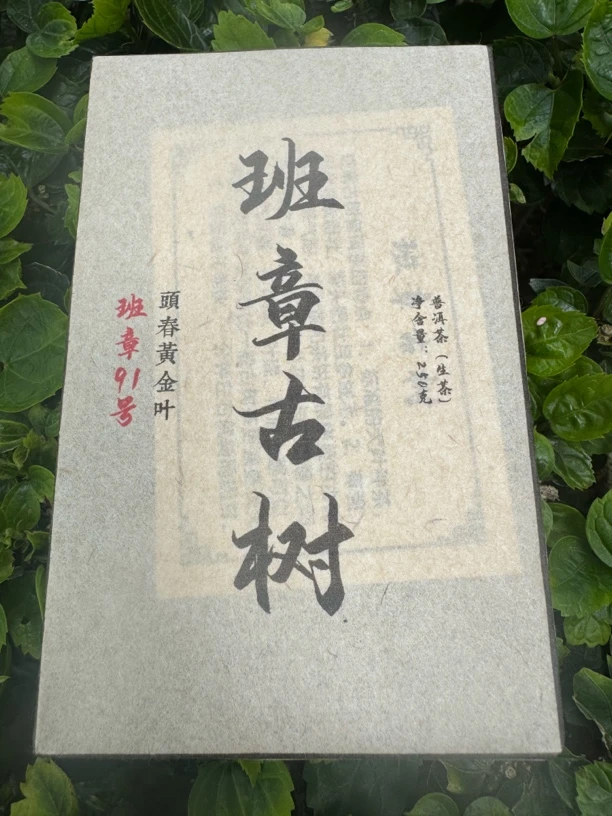 2025年头春古树班章古树黄金叶普洱茶生茶250克