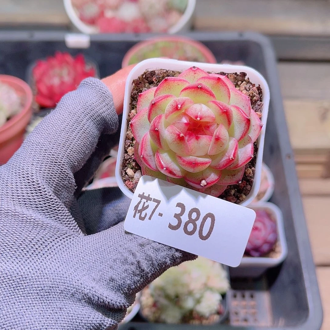 花07-380新品珍妮