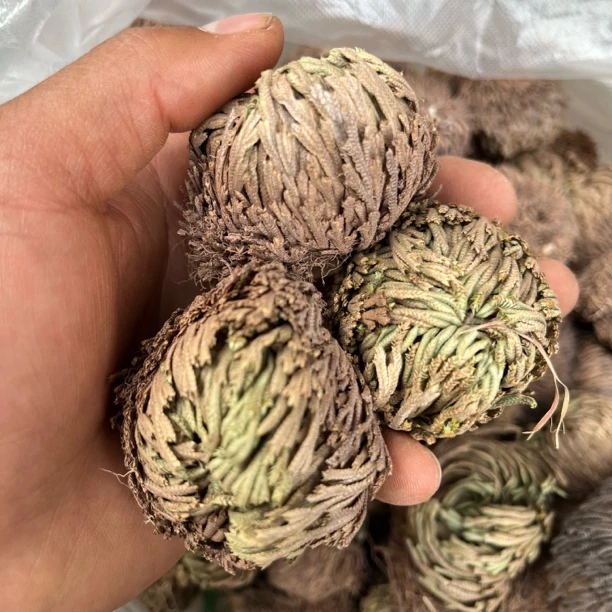 （卷柏）九死还魂草云南特产山货小念推荐