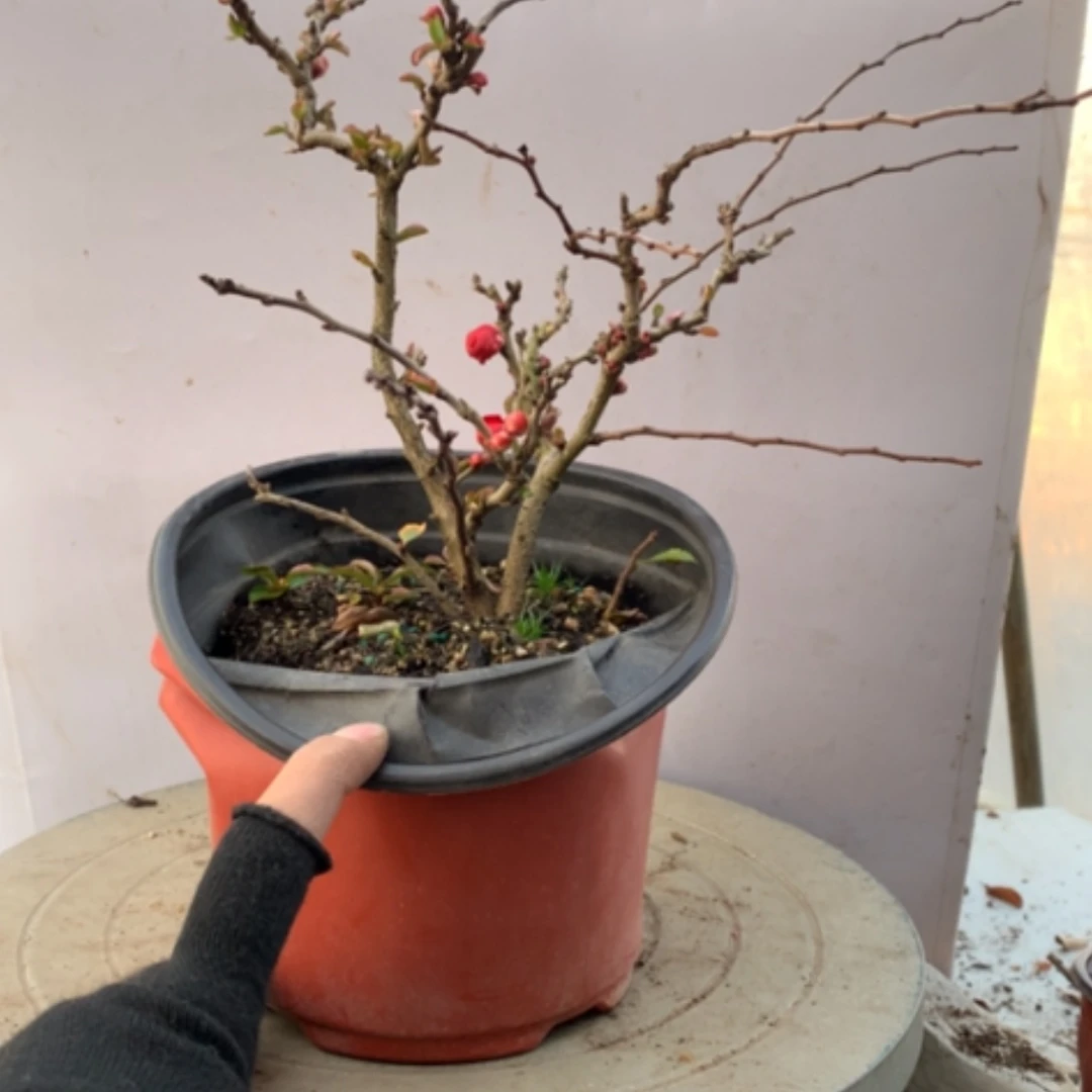 【闪购商品】X*X原生随单老桩姬小丁