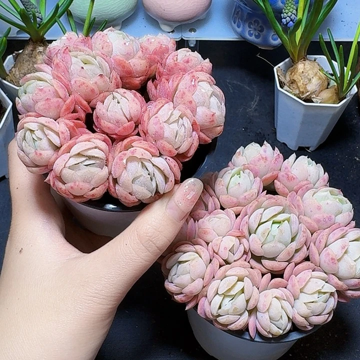 贝瑞带盆一盆福利炸