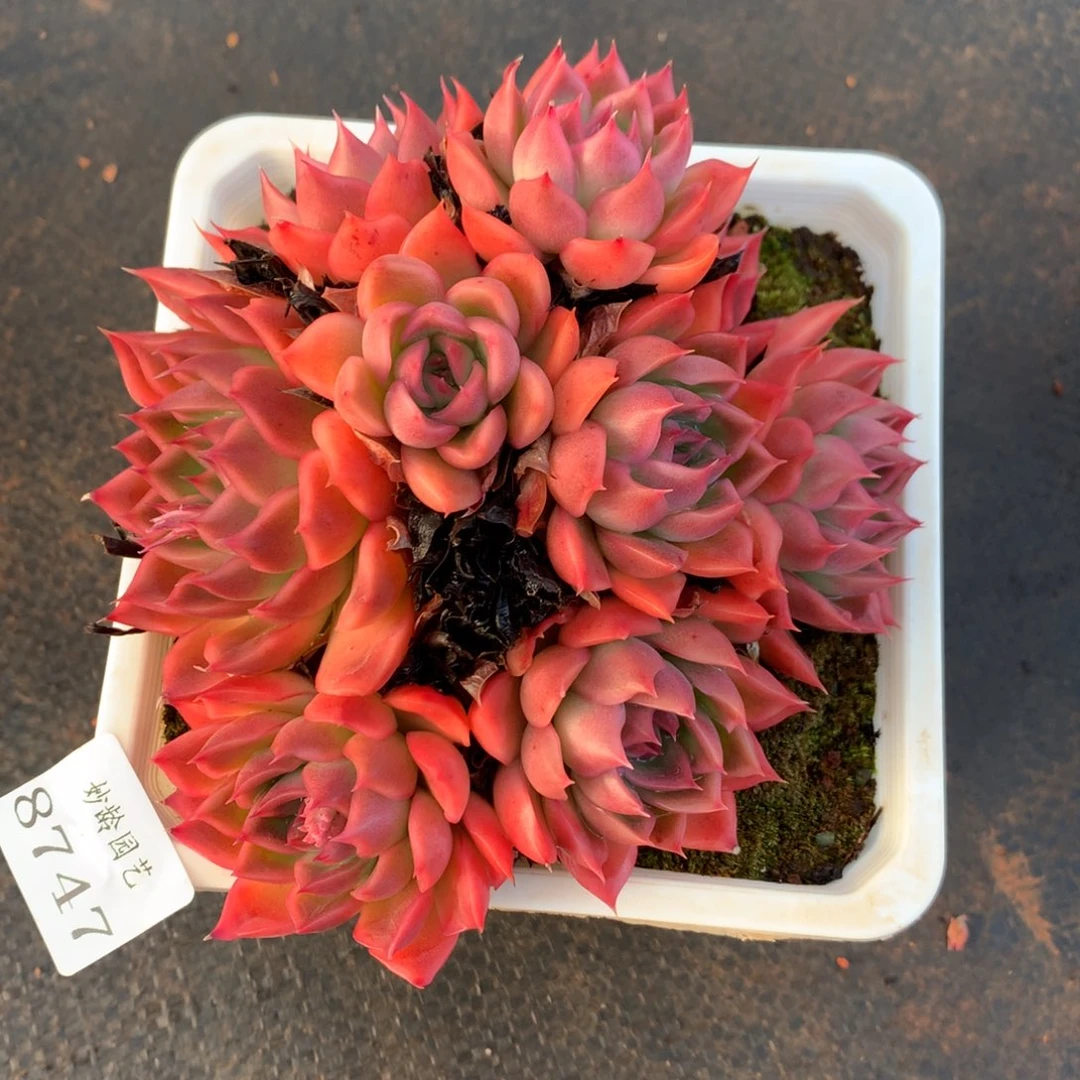 8747杂交多肉老桩