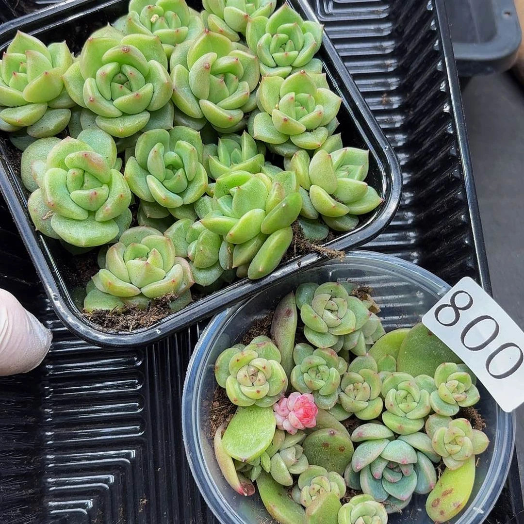 ✧****多肉植物多肉植物800