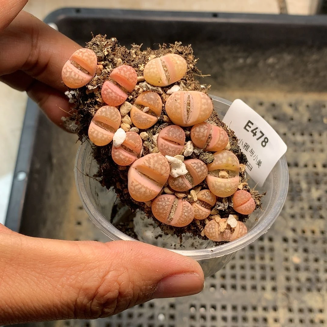 E478多肉植物保护