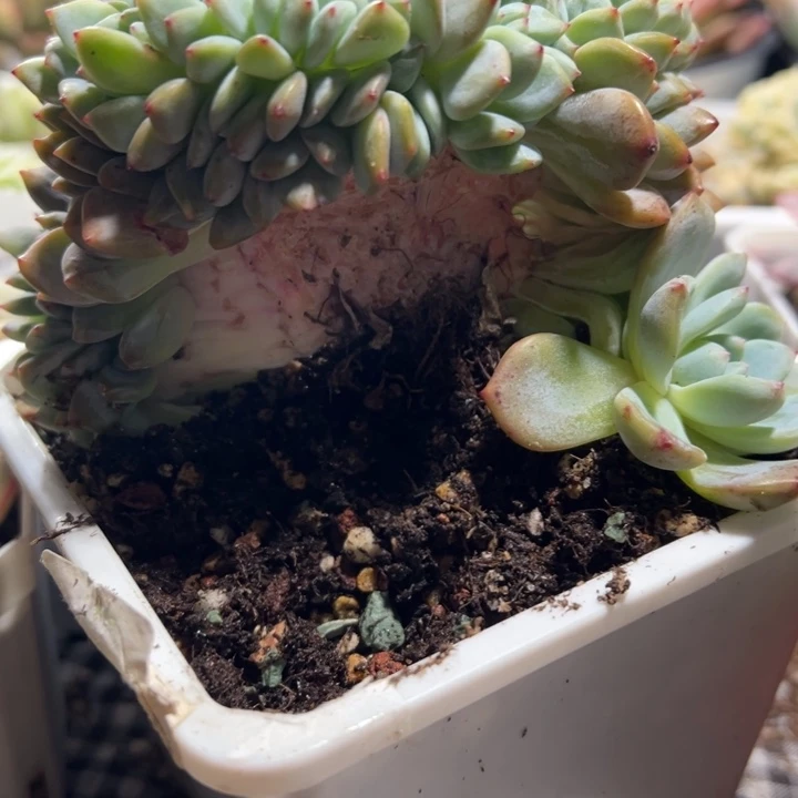 星影缀多肉植物368