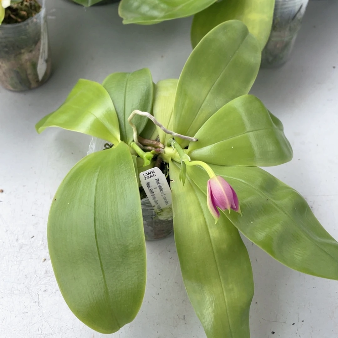 无花朵23AG双苗宝贝宝石交品浓香2.5寸