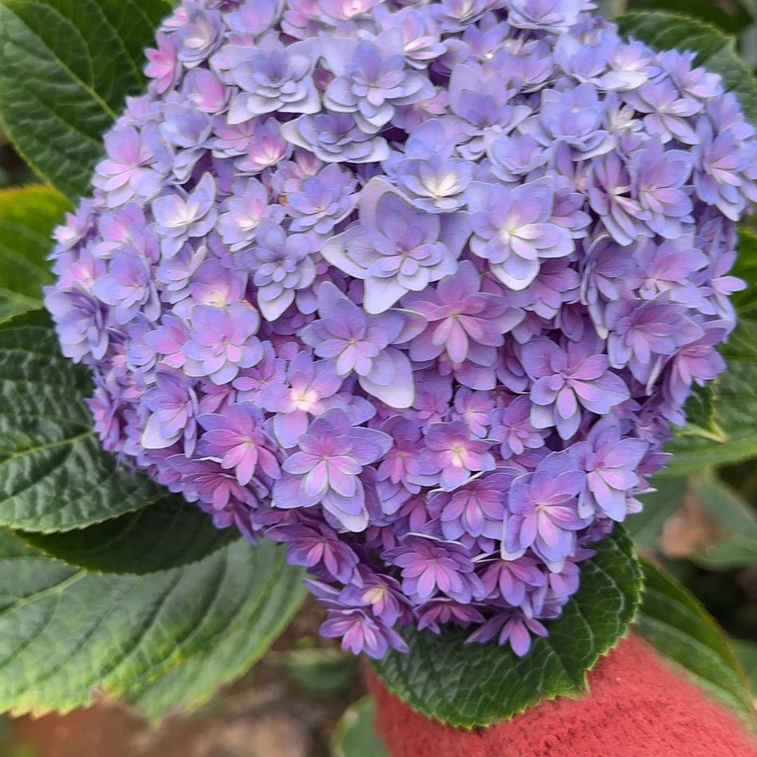 绣球切花一物一拍3枝起包邮，127