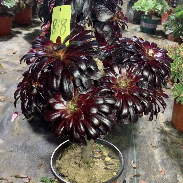 818墨法中斑多肉一物一拍