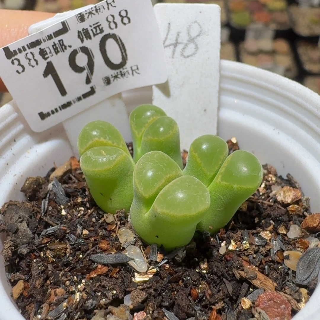 Sssss精品生石花190能粉