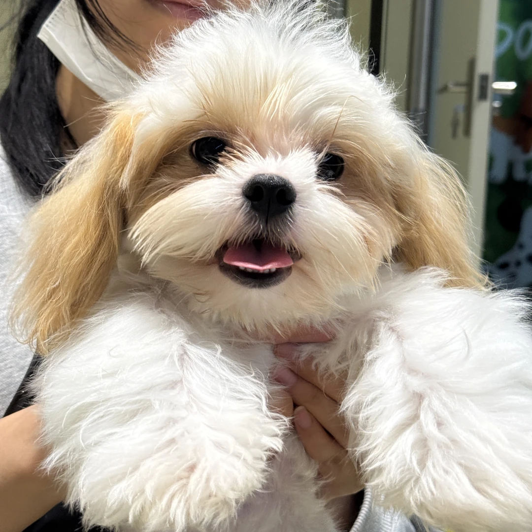 精品小狗西施马尔泰灰泰花泰迪迪定金