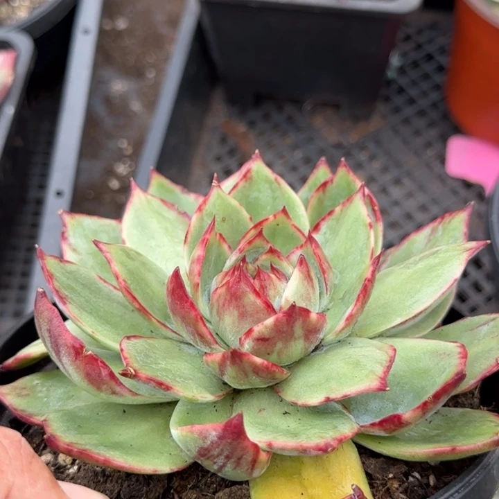 惊鸿一物一拍包装收缩花旱