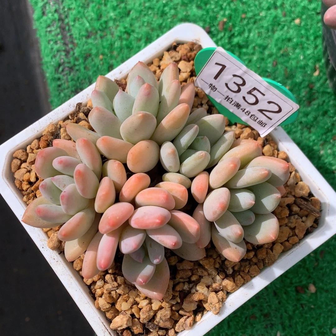 珍舞奶酪无砍平头1352