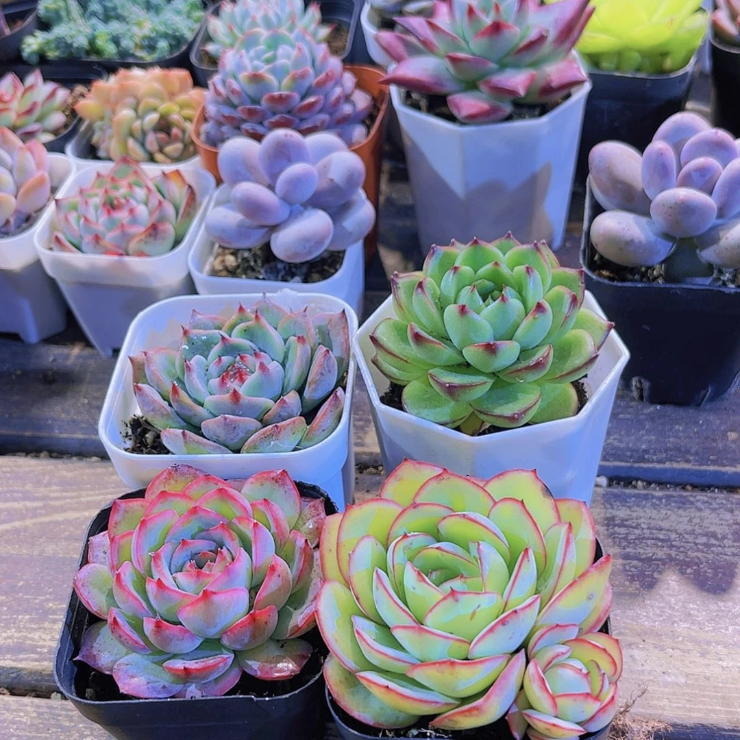 吉娃娃。侧影。牡丹亭。月亮石