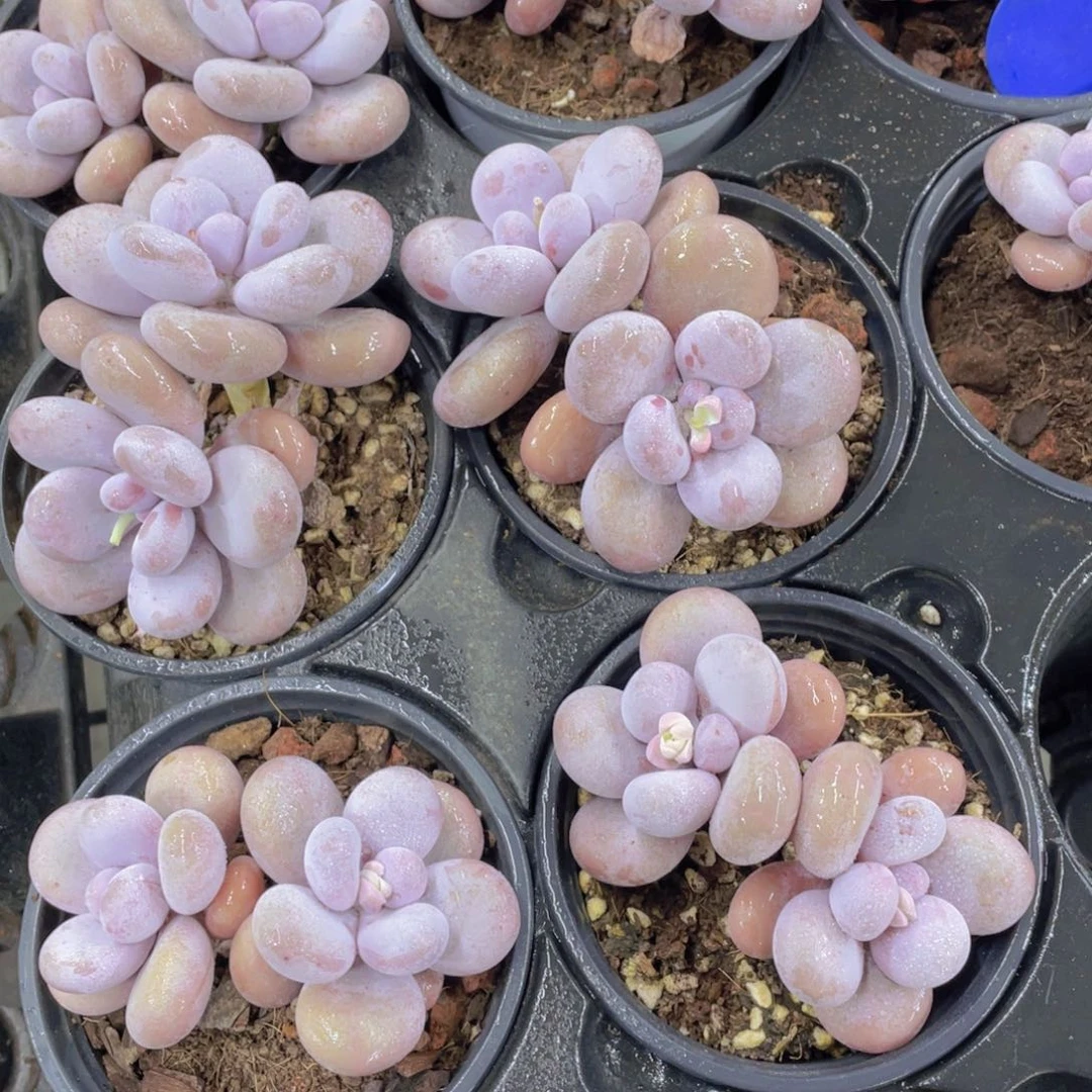 310号老桩丸叶原始奶酪双头起一个