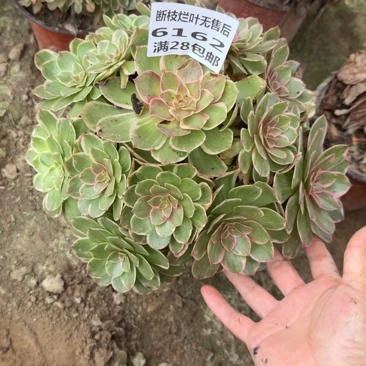 6162二号棚糖心莲花座O