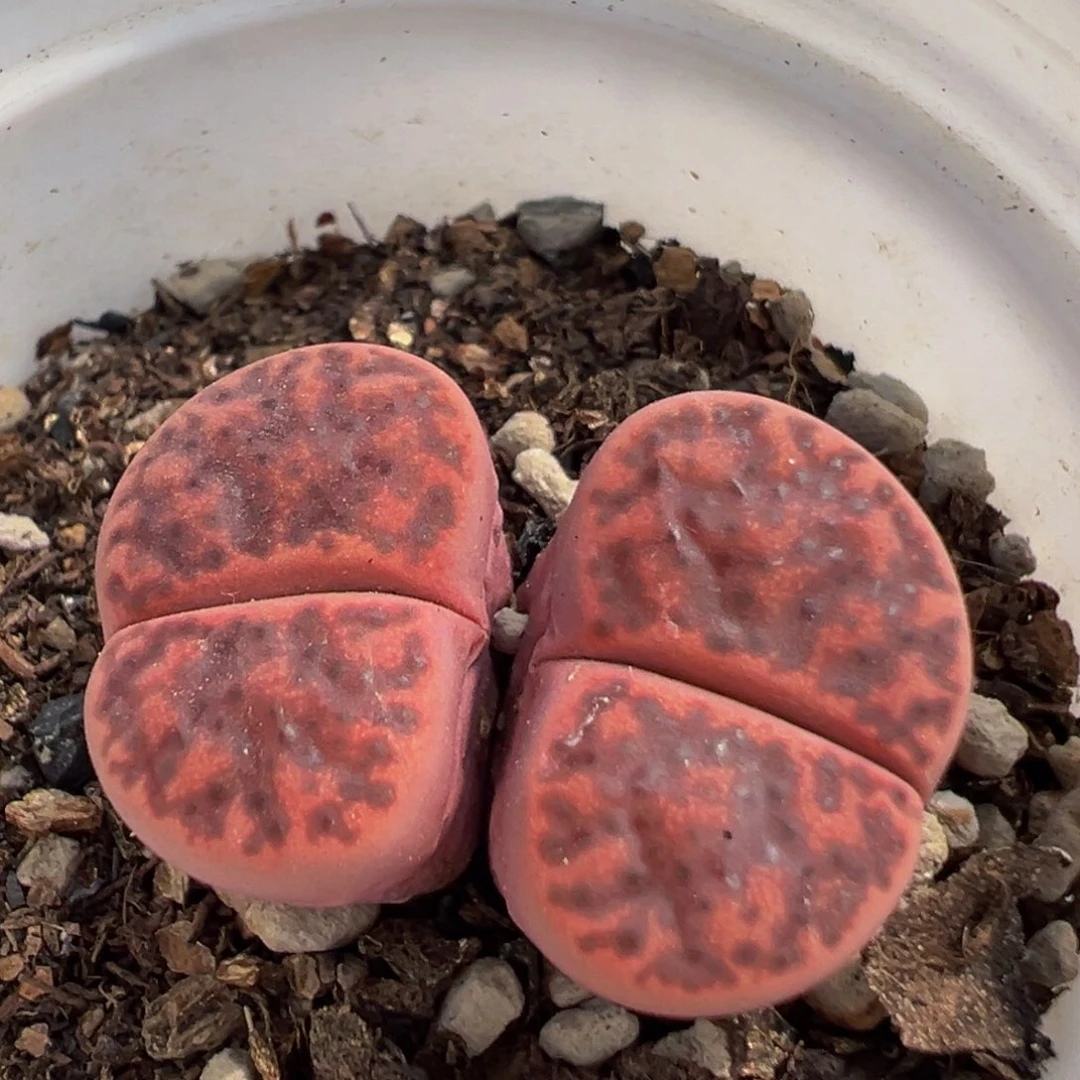 81多肉植物百科知识