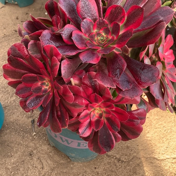 239凤冠多肉植物特价