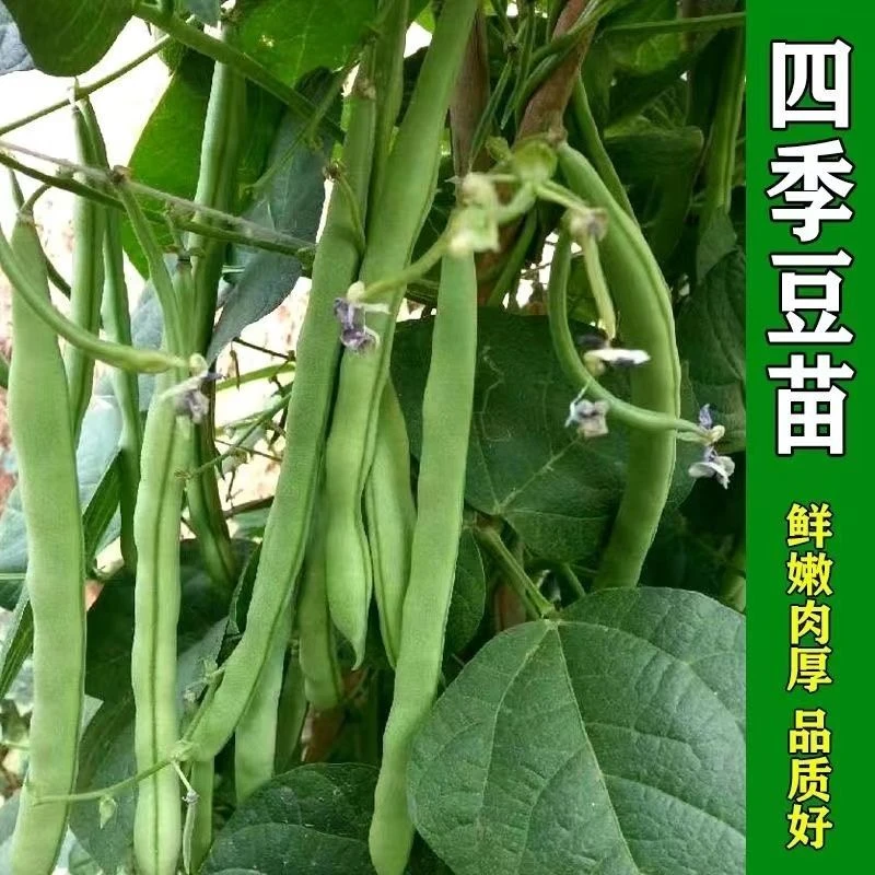 四季梅豆角阳台庭院花盆种植带土发货