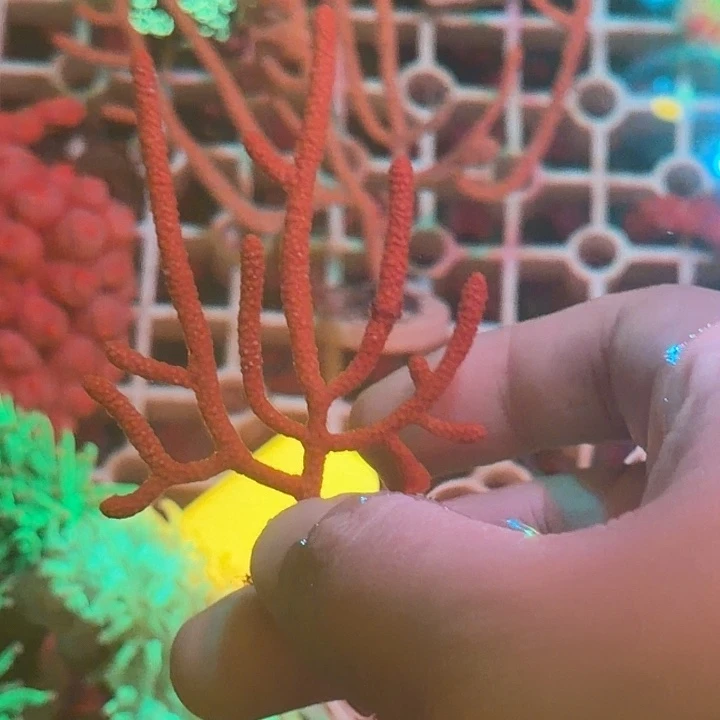 运***百纽扣珊瑚黄色海树1号