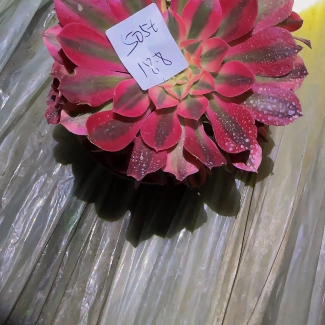 朱*周一物一拍多肉法师福利5056