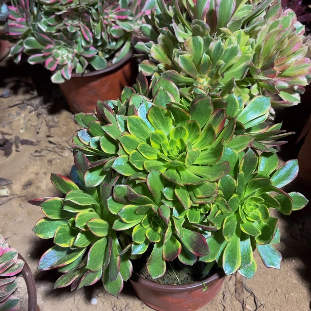 万花筒9.9法师木质老桩