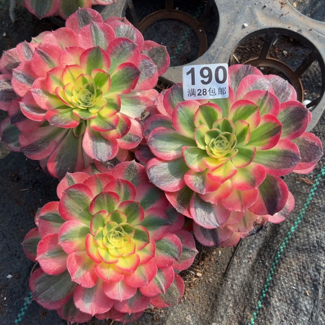 r***e多肉植物190三颗的