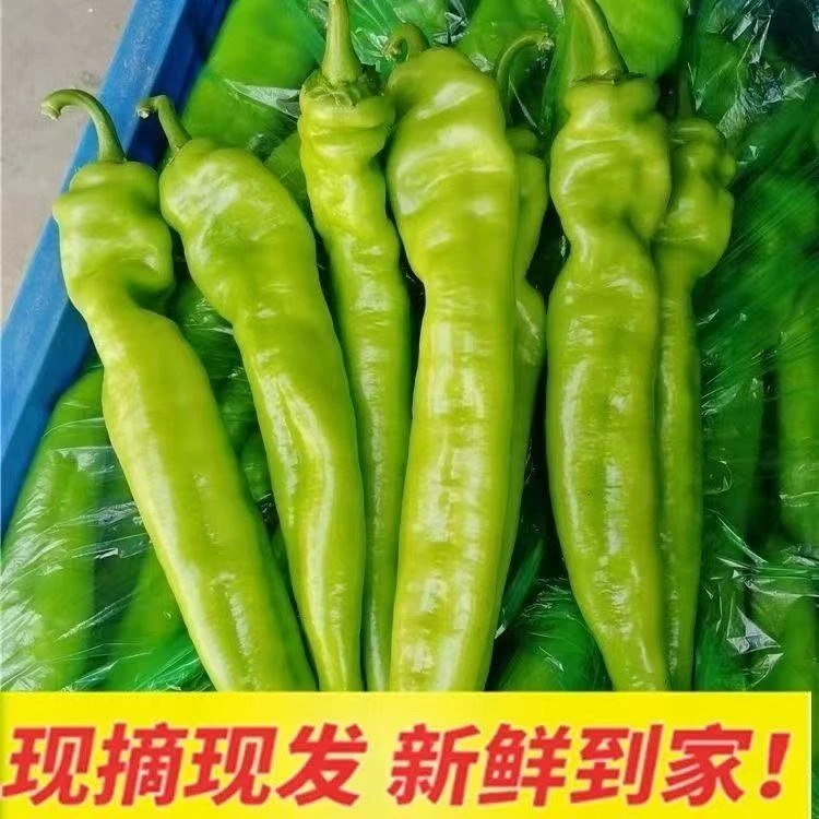【抢5斤】微辣正宗黄皮尖椒牛角椒青椒新鲜薄皮辣椒新鲜牛角椒