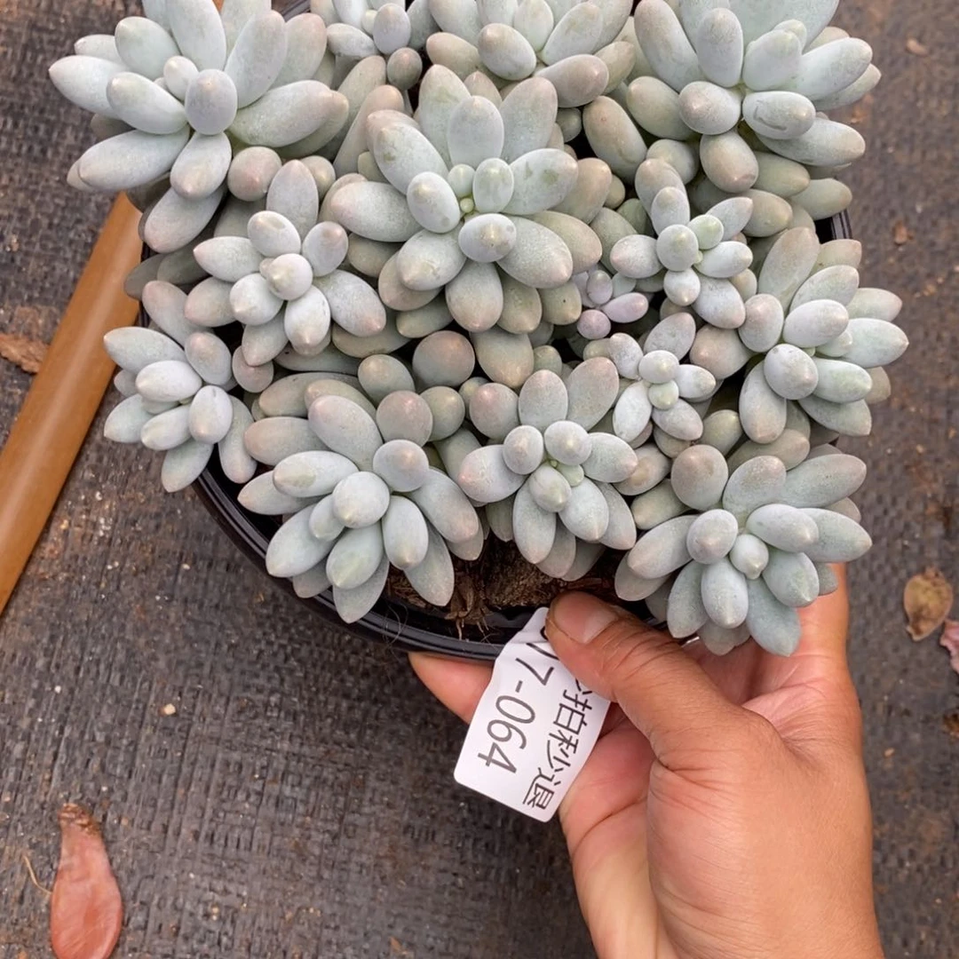 勿秒拍秒退 917-064汤圆